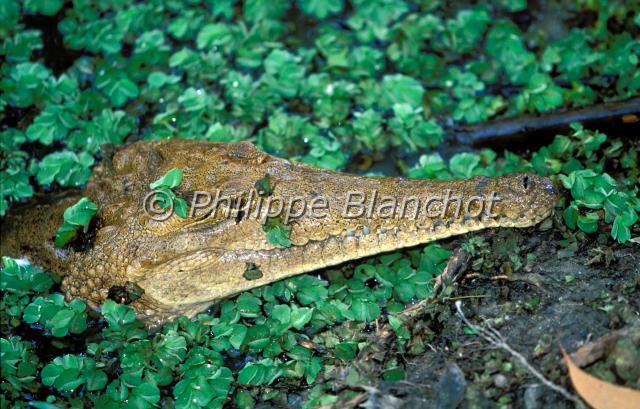 crocodylus johnstoni.JPG - Crocodile d'eau douce d'Australie ou crocodile de JohnstonCrocodylus johnstoniAustralian Freshwater CrocodileCrocodylidaeAustralie